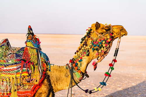 Jaisalmer Desert Festival 2024